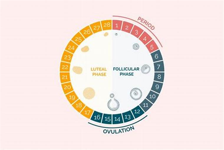 Ovulation Tracking & Fertile Period